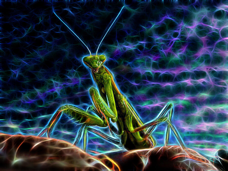 Insect Kaleidoscope The Fractal Beauty of a Praying Mantis Photograph by Gregg Ott