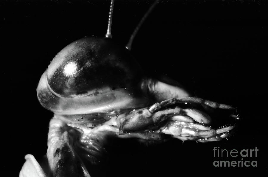 Praying Mantis Head Photograph by Rick Bures