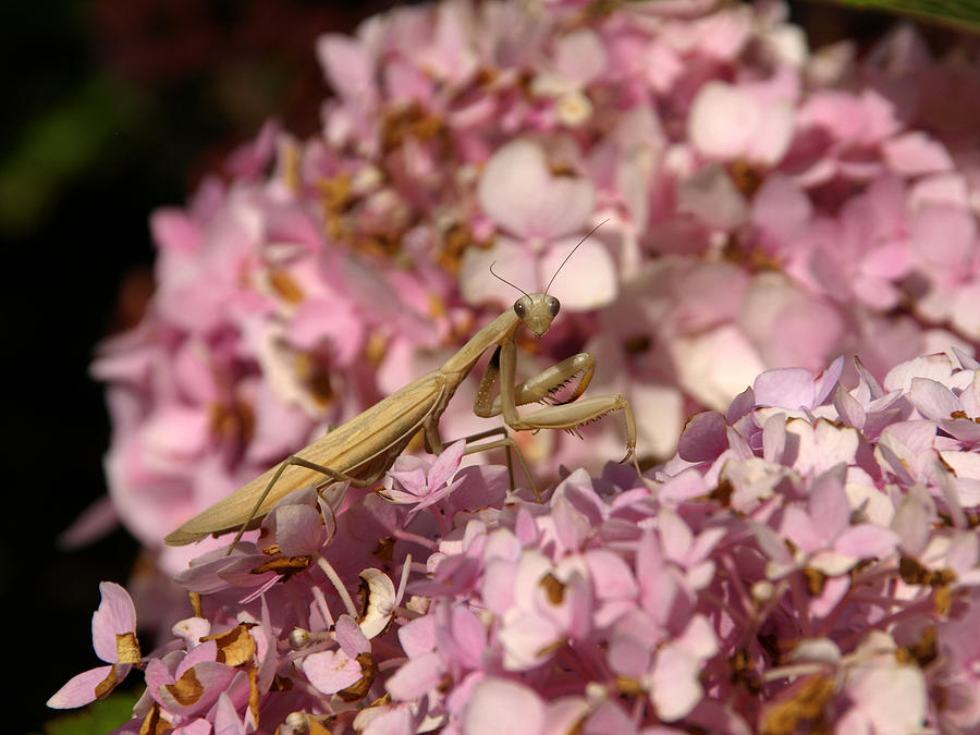 Praying Mantis Photograph by James Peterson