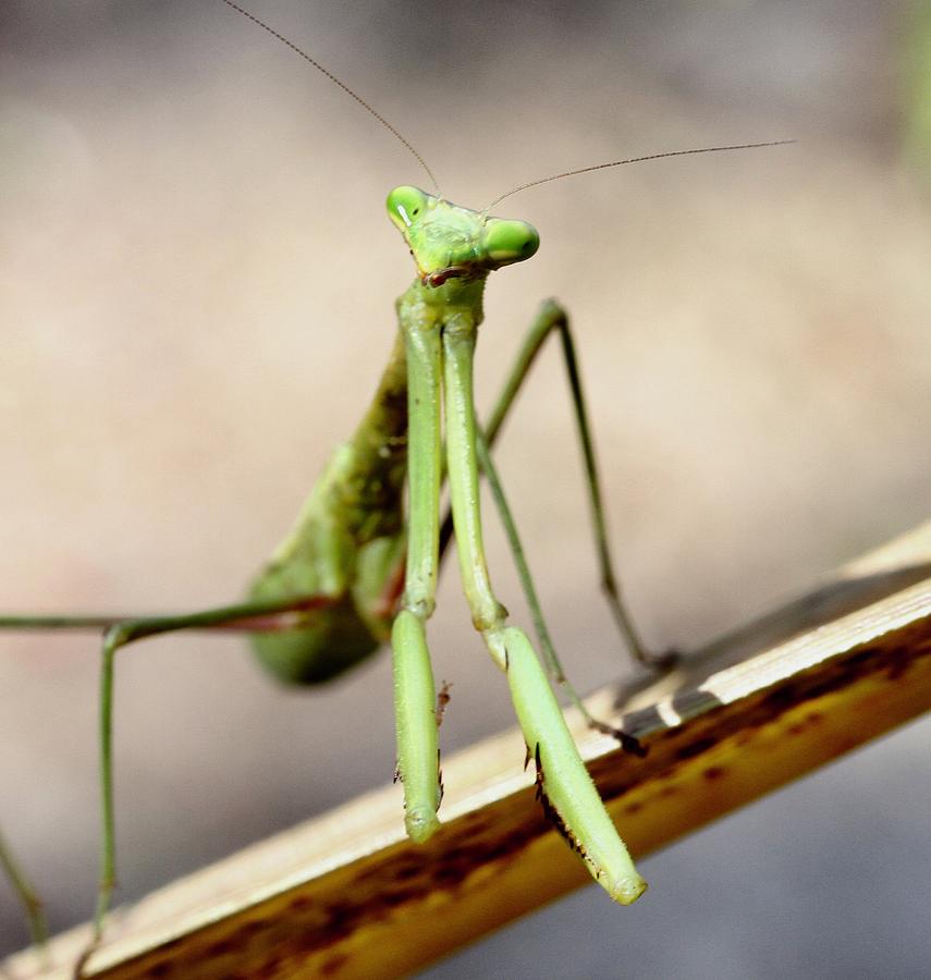 Praying Mantis Photograph by Jose Canales - Fine Art America