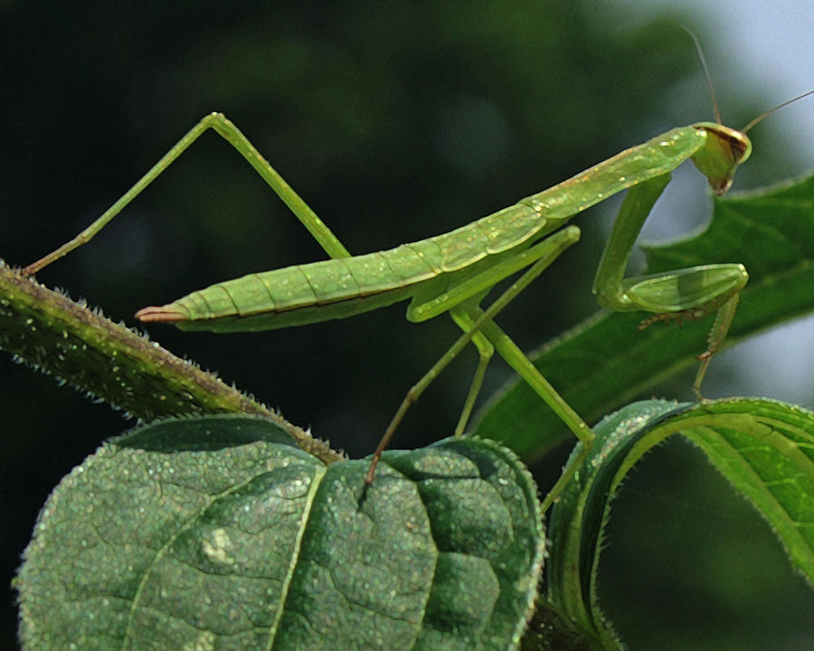 Praying Mantis Photograph by Young