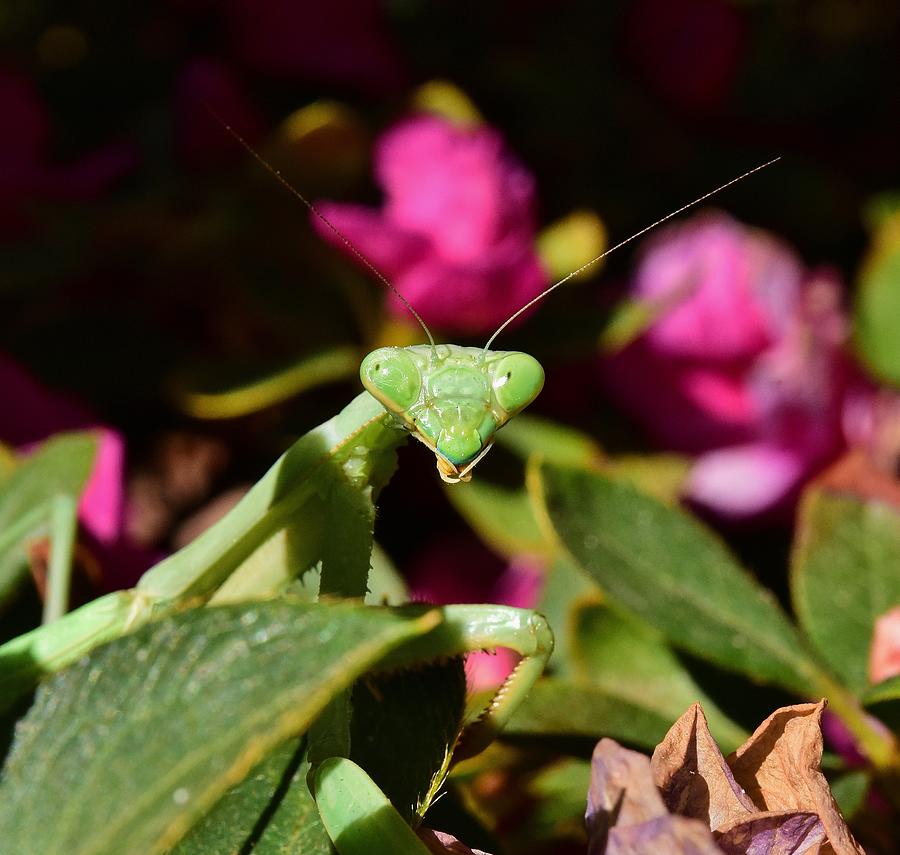 Insects Photograph - Praying Mantis Macro 2 by Linda Brody