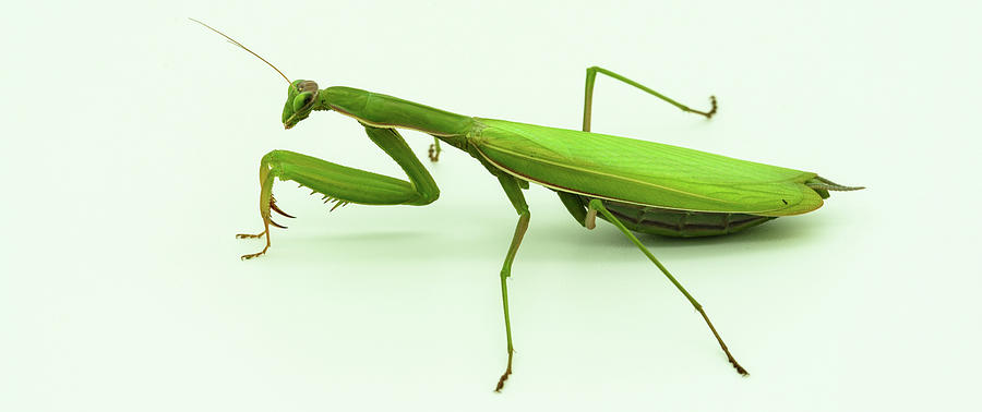 Praying Mantis Photograph