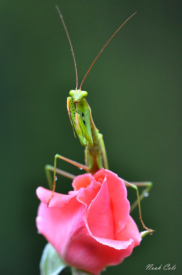 Insects Photograph - Praying Mantis by Noah Cole
