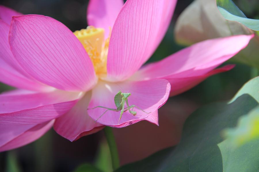 Praying Mantis On Lotus Petal Photograph by Deanne Rotta