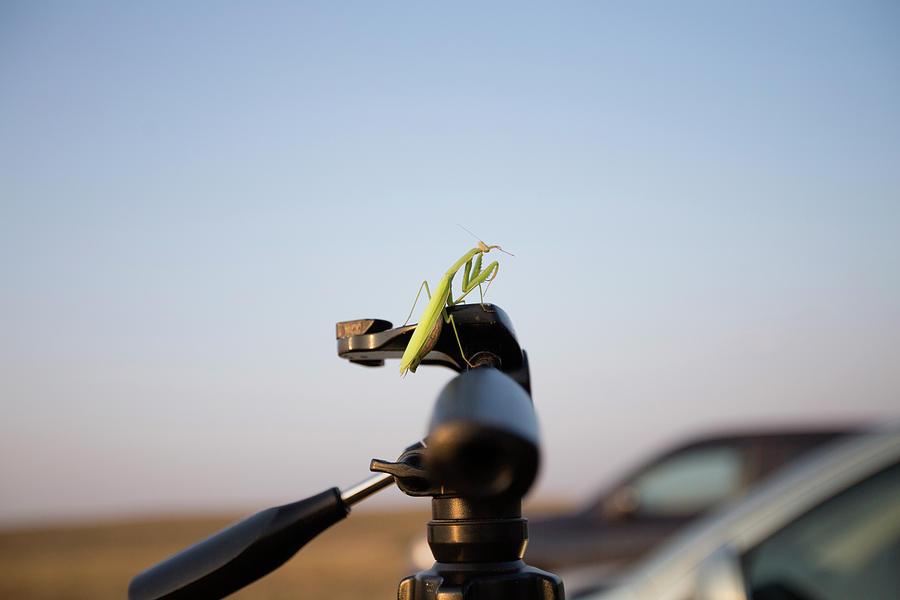 Car Pyrography - Praying mantis on the tripod. by Oleg Begunenco