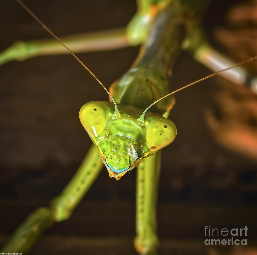 Praying Mantis Portrait Photograph by Mitch Shindelbower