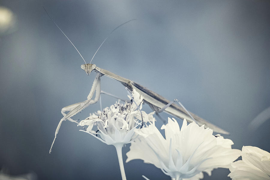 Praying Mantis Poses in infrared light Photograph by Brian Hale
