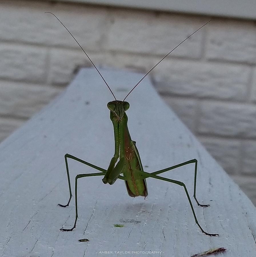 Praying Mantis Posing Photograph by Amber Taylor | Pixels