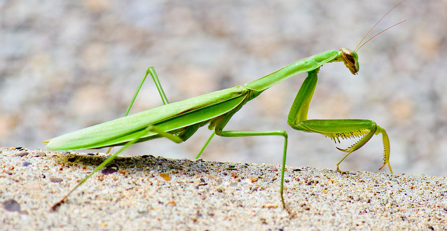 Praying Mantis Profile Photograph by Jonny D