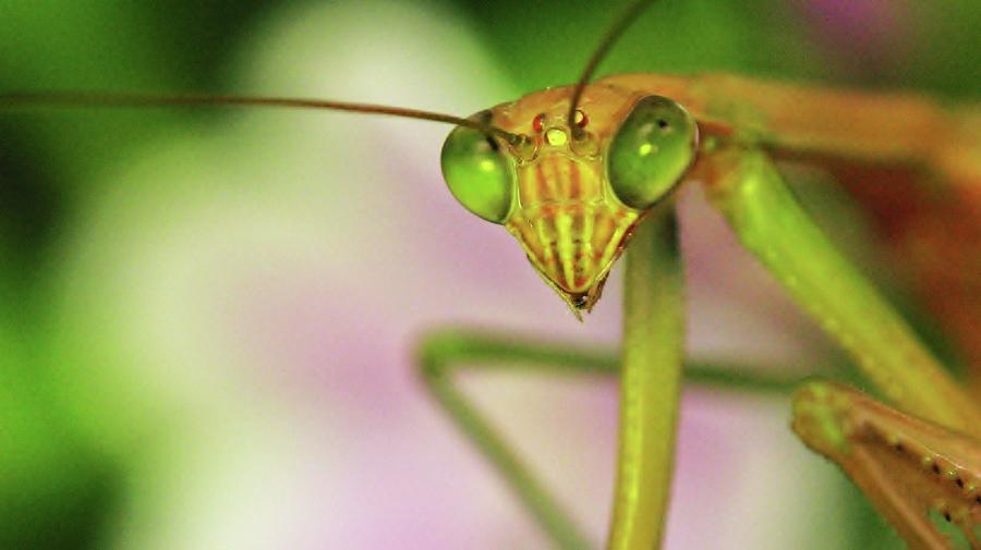 Praying Mantis Photograph by Susie DeZarn