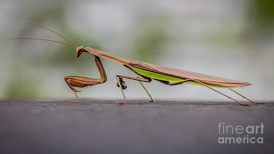 Praying Mantis Photograph by Viviana  Nadowski