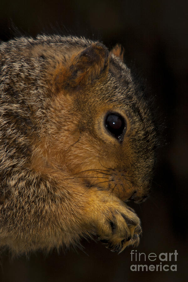 Praying Squirrel Photograph by John Harmon