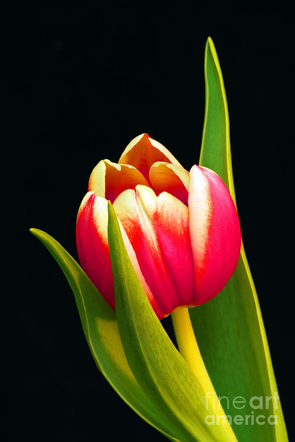 Praying Tulip Photograph by Karen Lewis