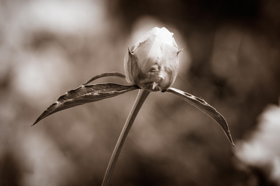 Pre Blossom Peony  Photograph by Chris Bordeleau