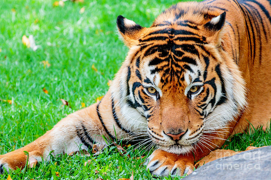 Pre-pounce Tiger Photograph by Ray Shiu