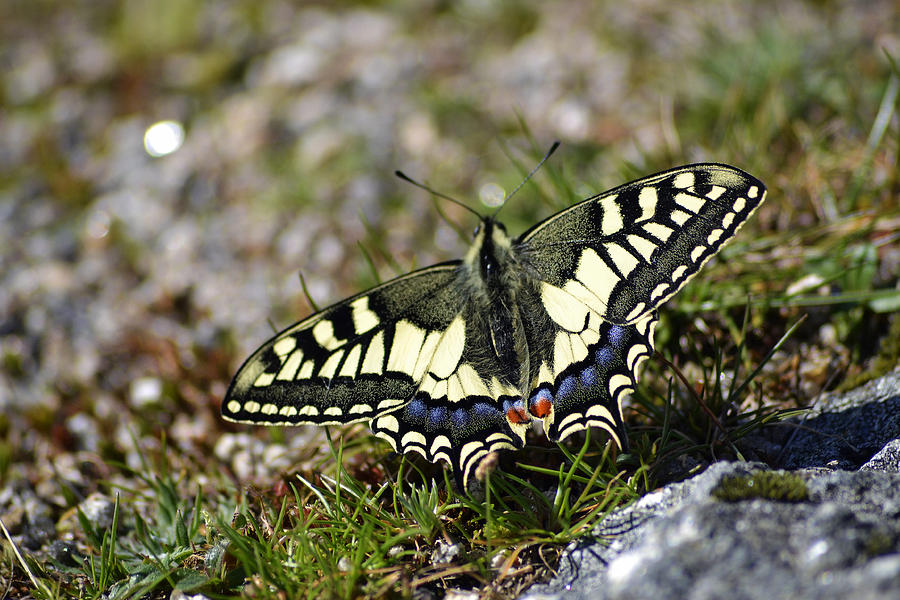 Butterfly Photograph - Preciosa by Taly Amoedo