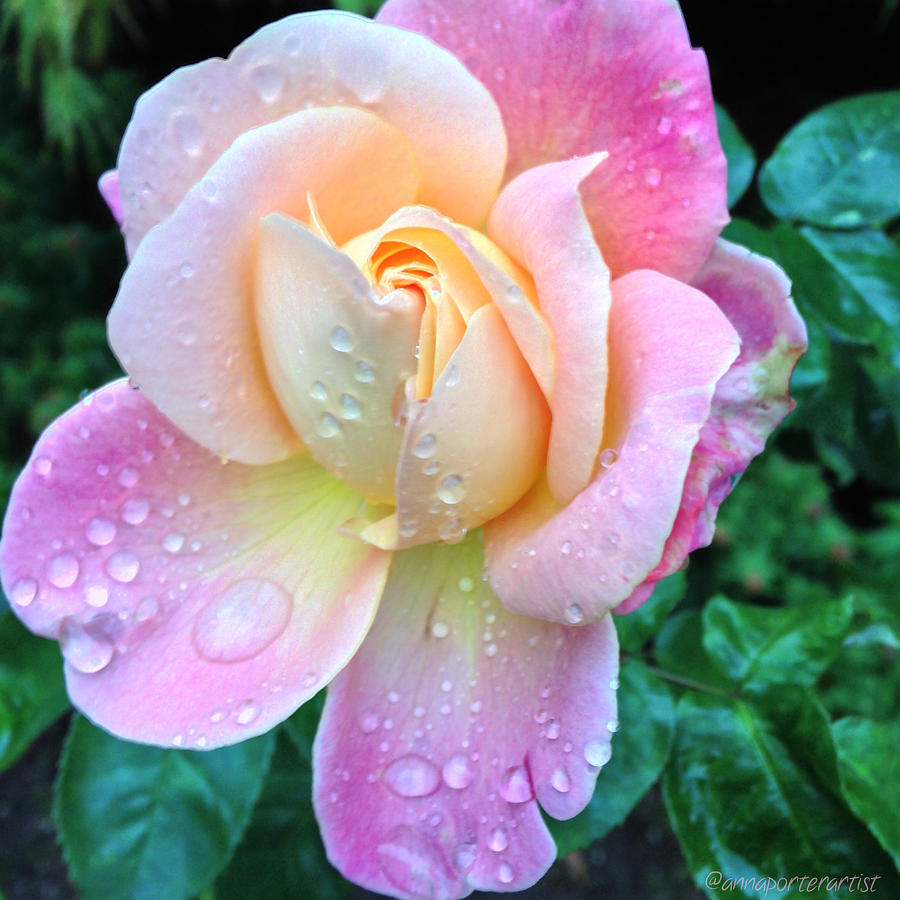 Summer Photograph - Precious A Late Summer Rose by Anna Porter