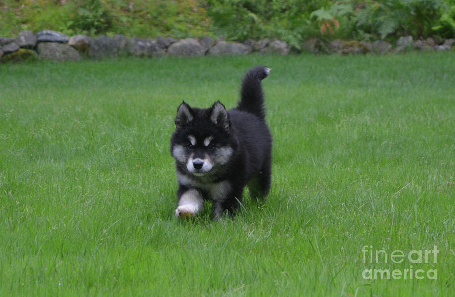 Precious Alusky Puppy Dog Trotting Through Grass Photograph by DejaVu Designs