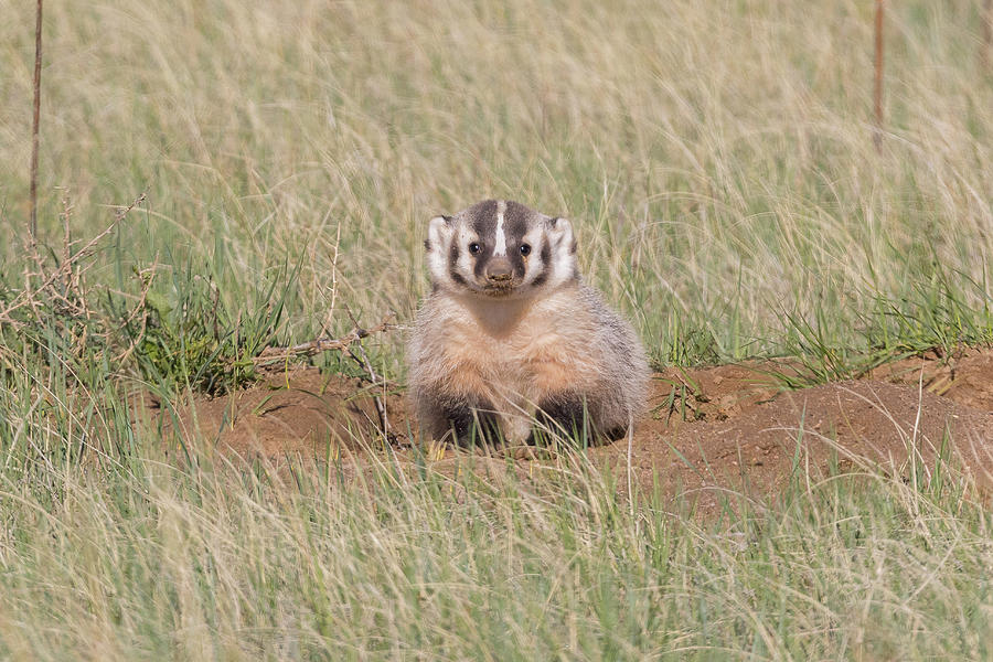 Precious American Badger Cub Photograph by Tony Hake - Fine Art America