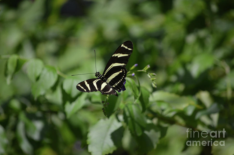 Precious Black and White Zebra Butterfly in the Spring Photograph by DejaVu Designs