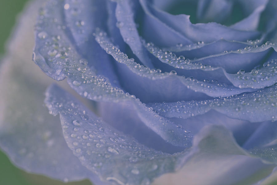 Precious Blue Rose Photograph by The Art Of Marilyn Ridoutt-Greene