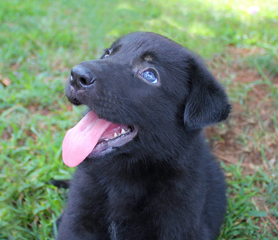 Precious Boy Photograph by Sarah Molina - Pixels