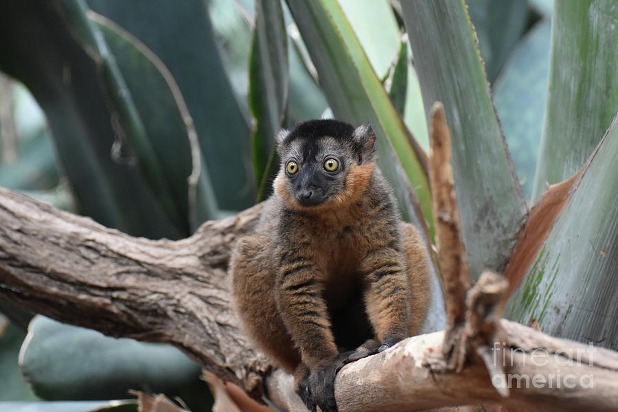 Precious Close Up of a Brown Collared Lemur Photograph by DejaVu Designs