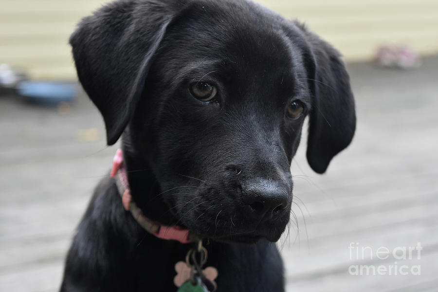 Precious Face of a Black Lab Puppy Dog Photograph by DejaVu Designs