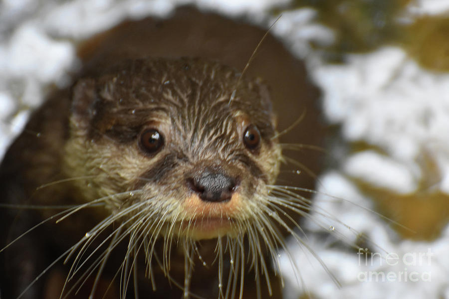Precious Face of a River Otter Up Close Photograph by DejaVu Designs