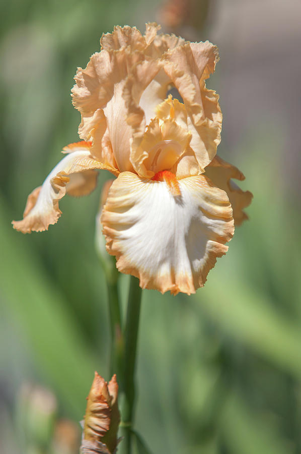 Precious Halo. The Beauty of Irises Photograph by Jenny Rainbow