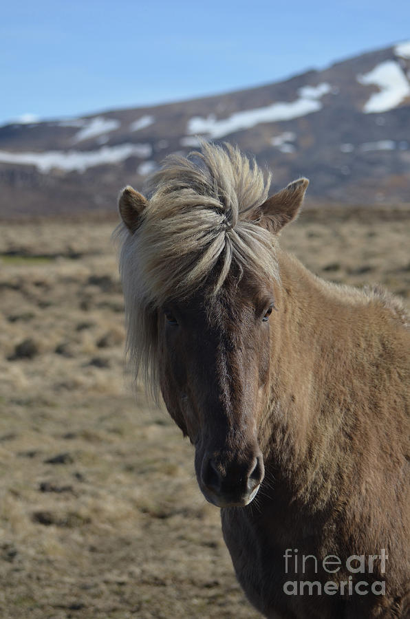 Precious Icelandic Horse in a Field with Mountains in the Backgr Photograph by DejaVu Designs