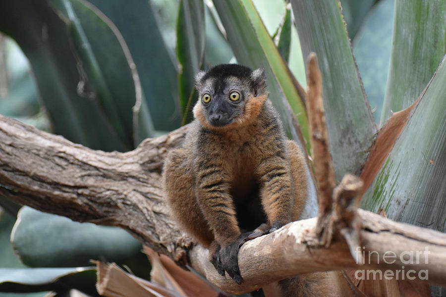 Precious Image of a Brown Collared Lemur Photograph by DejaVu Designs