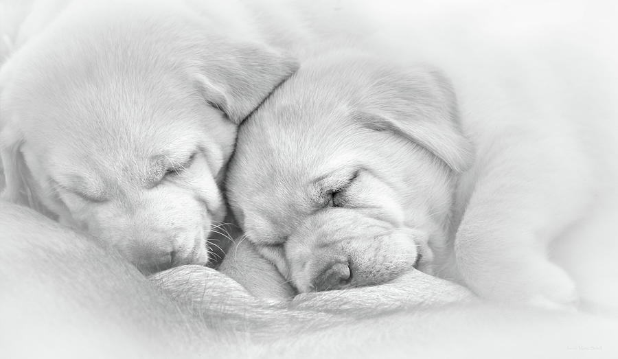 Precious Lab Puppies Nursing Black and White Photograph by Jennie Marie Schell