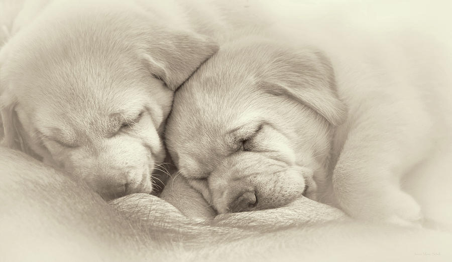 Precious Lab Puppies Nursing Sepia Photograph by Jennie Marie Schell
