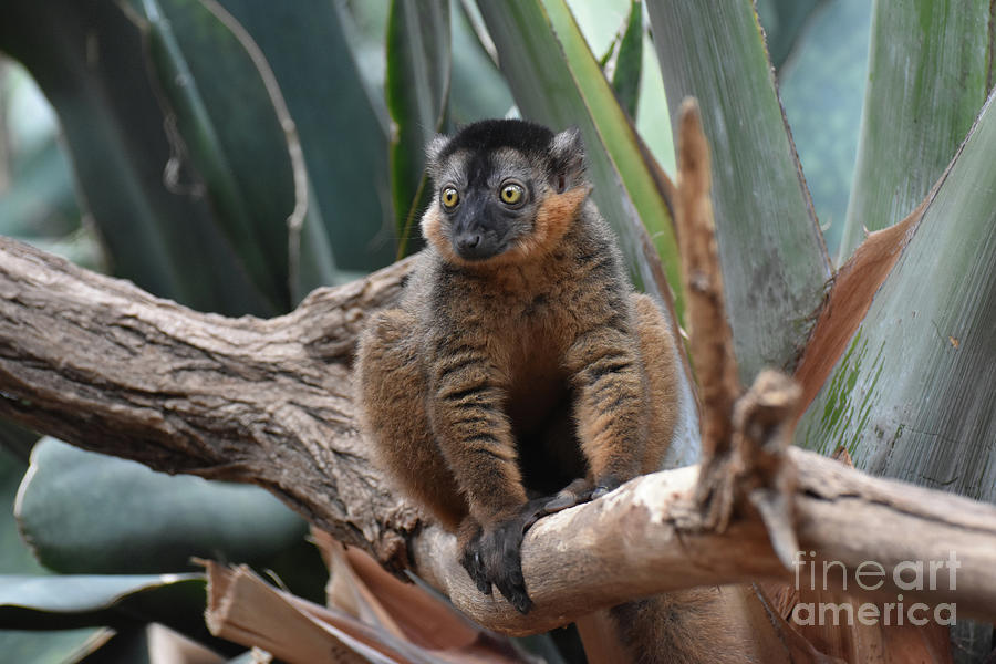 Precious Little Brown Collared Lemur in Nature Photograph by DejaVu Designs