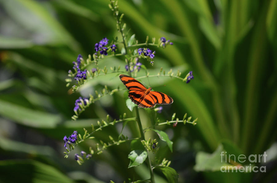 Precious Little Oak Tiger Butterfly in Nature Photograph by DejaVu Designs