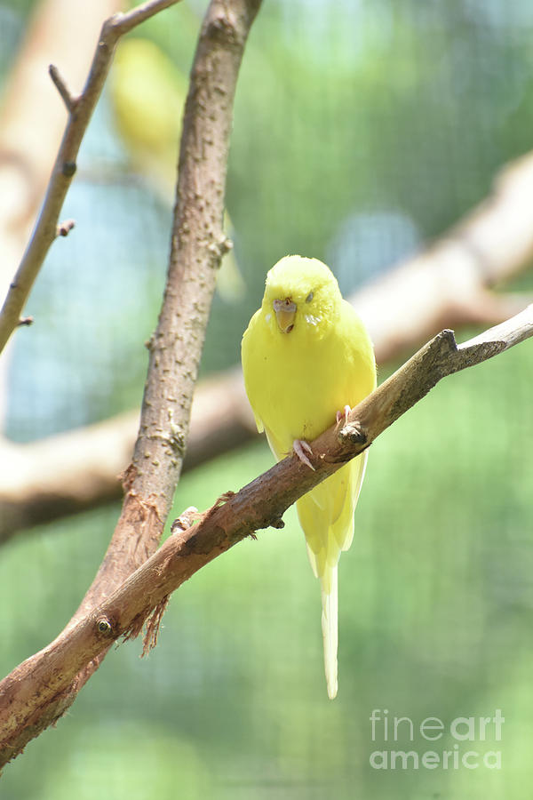 Precious Little Yellow Parakeet in the Wild Photograph by DejaVu Designs