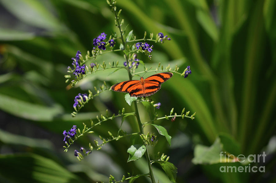 Precious Orange Oak Tiger Butterfly Close Up Photograph by DejaVu Designs