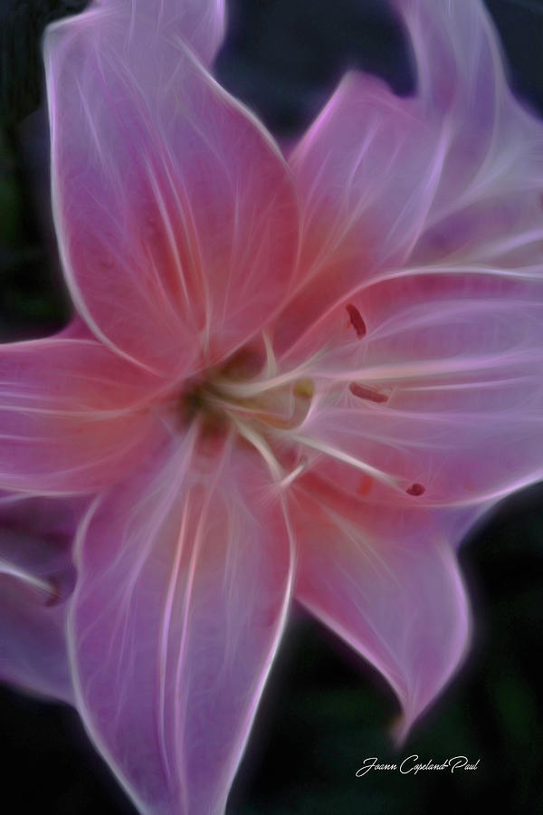 Precious Pink Lily Photograph by Joann Copeland-Paul