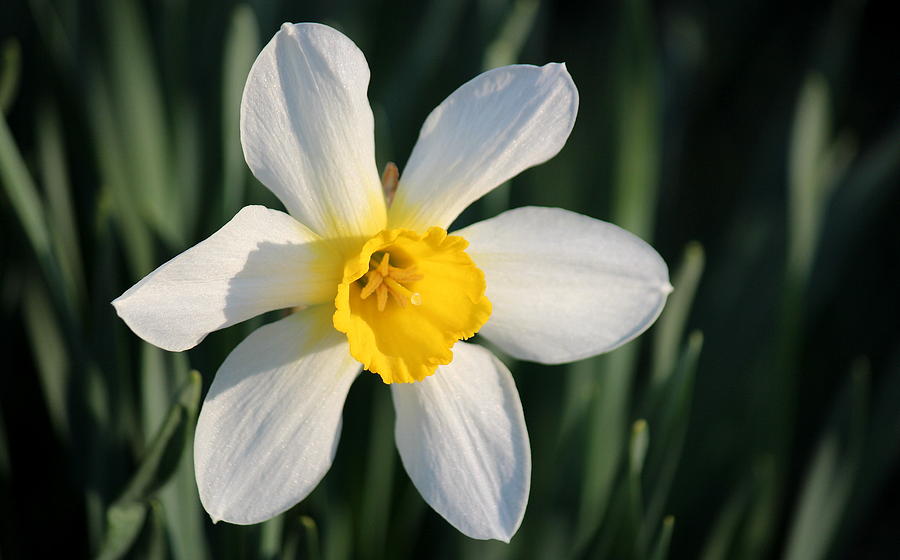 Precious Spring Daffodil Photograph by Rosanne Jordan - Fine Art America