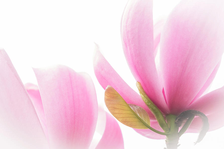 Preciously Pink by Windy Corduroy Preciously Pink by Windy Corduroy