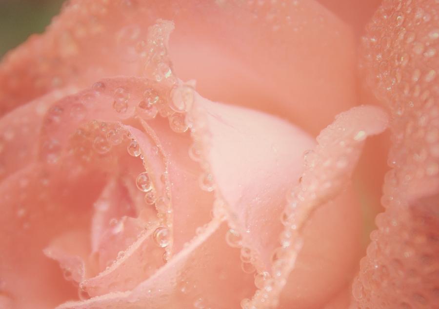 Rose Photograph - Preciousness by The Art Of Marilyn Ridoutt-Greene