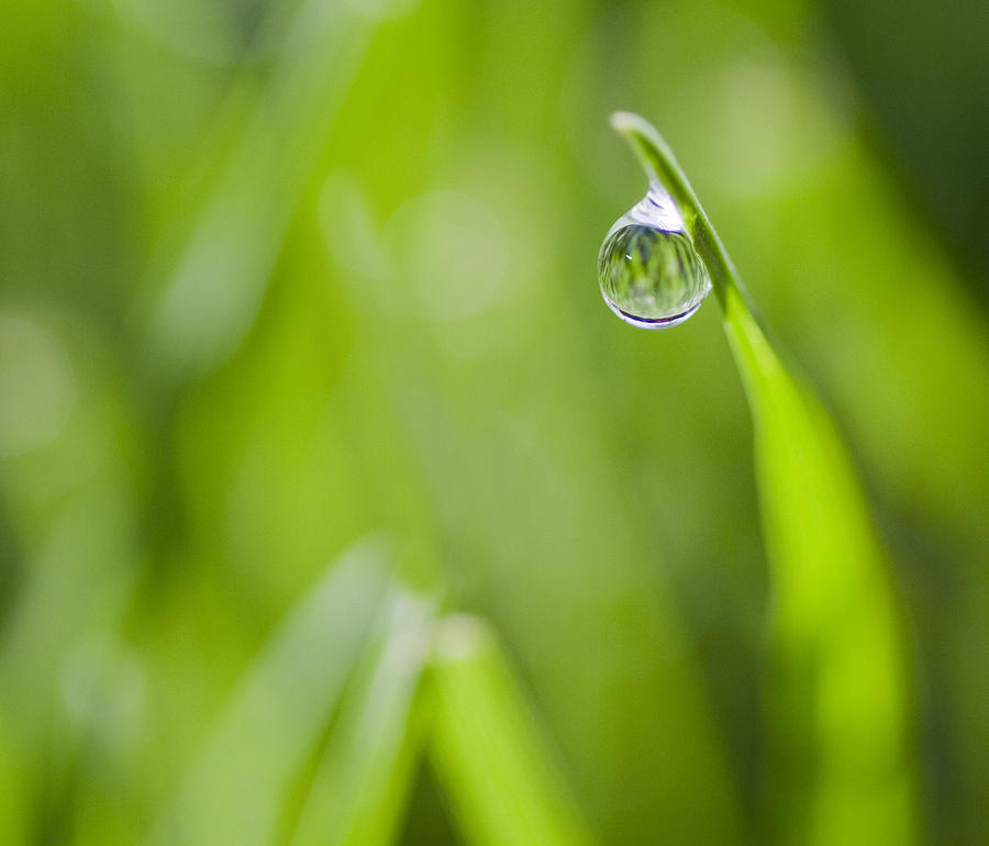 Water Drop Photograph - Precise by Rebecca Cozart