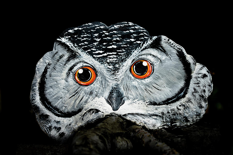 Night Owl Fun Photograph by Jeff Cooper