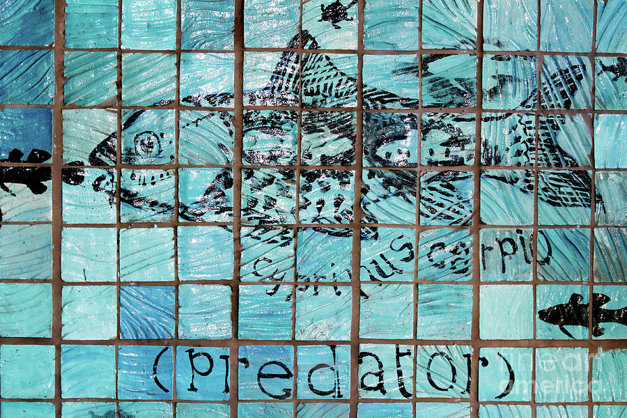Predator Photograph - Predatile by Stephen Mitchell Predator Photograph - Predatile by Stephen Mitchell