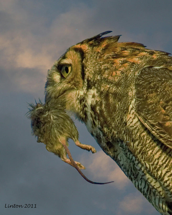 Owl Photograph - Predation by Larry Linton