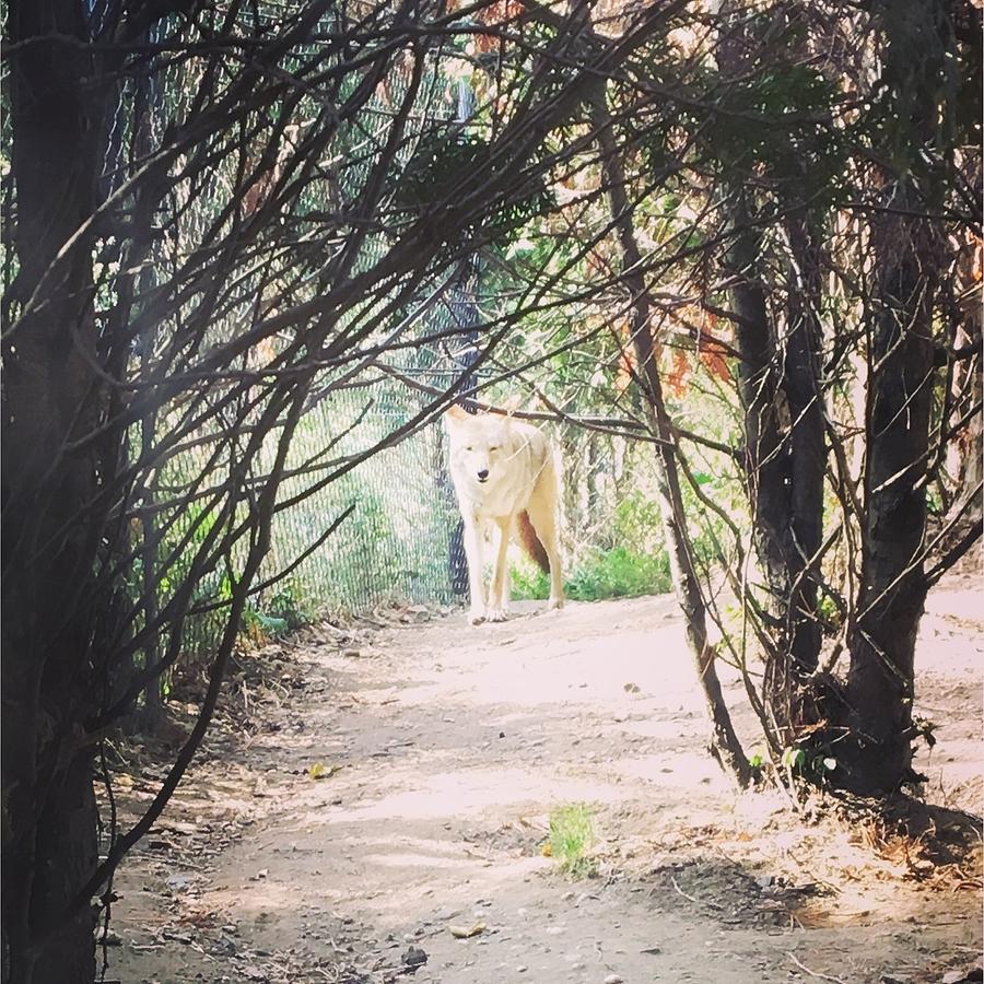 Predator in nature Photograph by Ashley Kilgore - Fine Art America