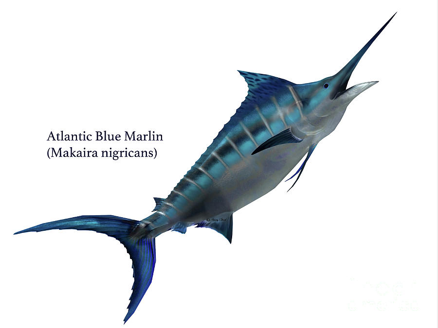 Predator Marlin Fish Digital Art by Corey Ford