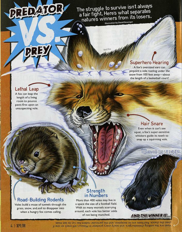 fox predators